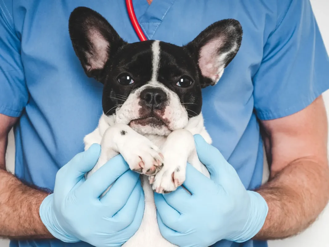 Frenchie vet visit – Happy Frenchie Home care guide