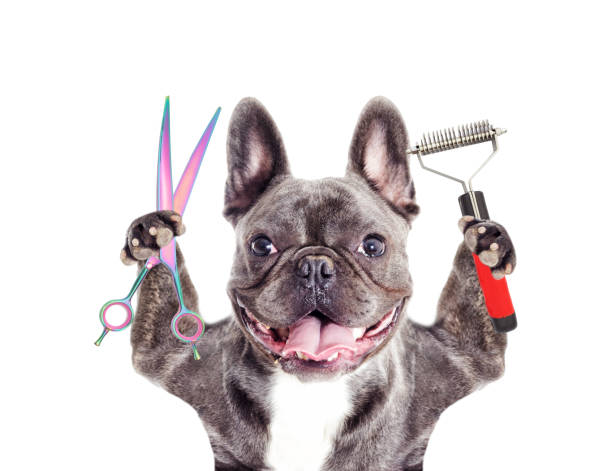 Frenchie grooming – Happy Frenchie Home care guide