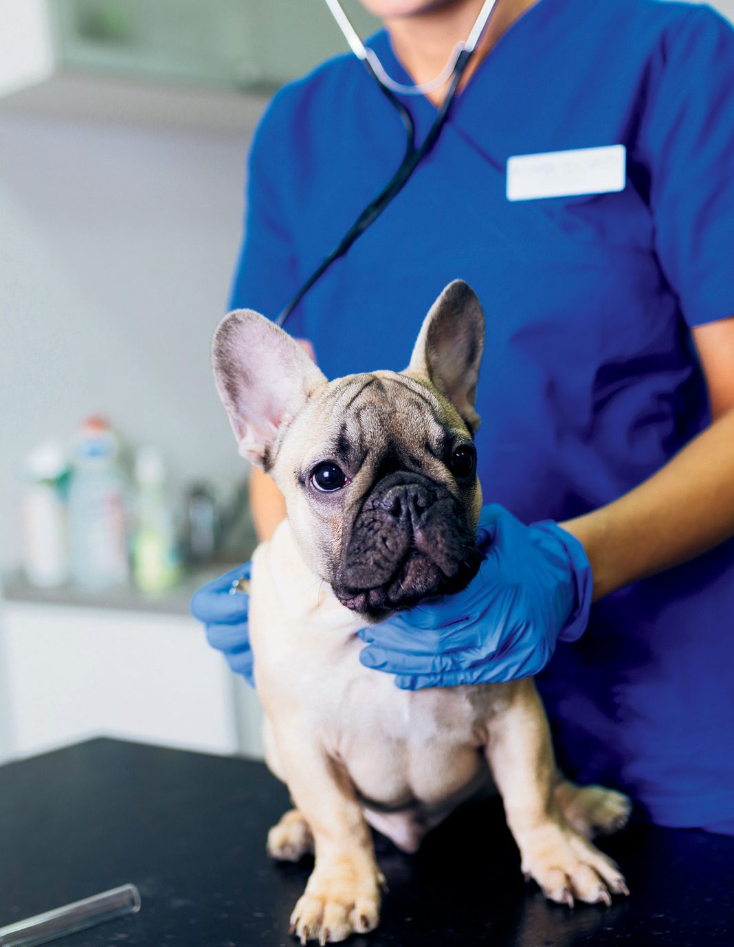 Happy Frenchie Home