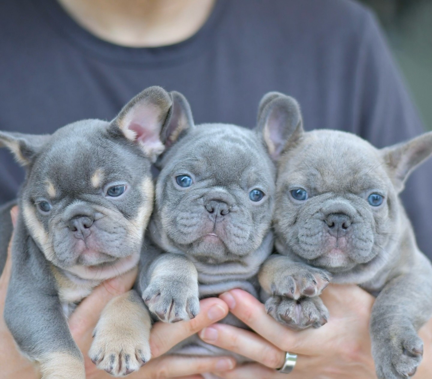 Happy Frenchie Home – family with French Bulldog puppy