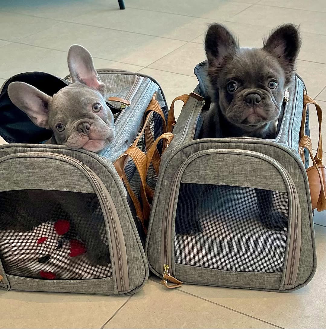 Happy Frenchie Home