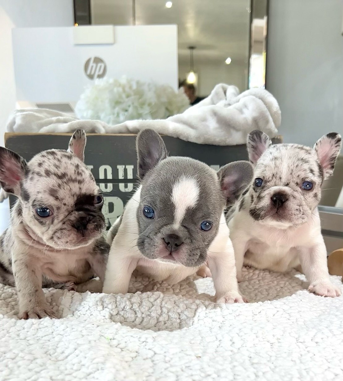 Happy Frenchie Home