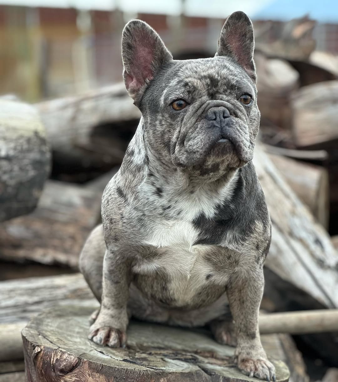 Luna – Dam, Happy Frenchie Home