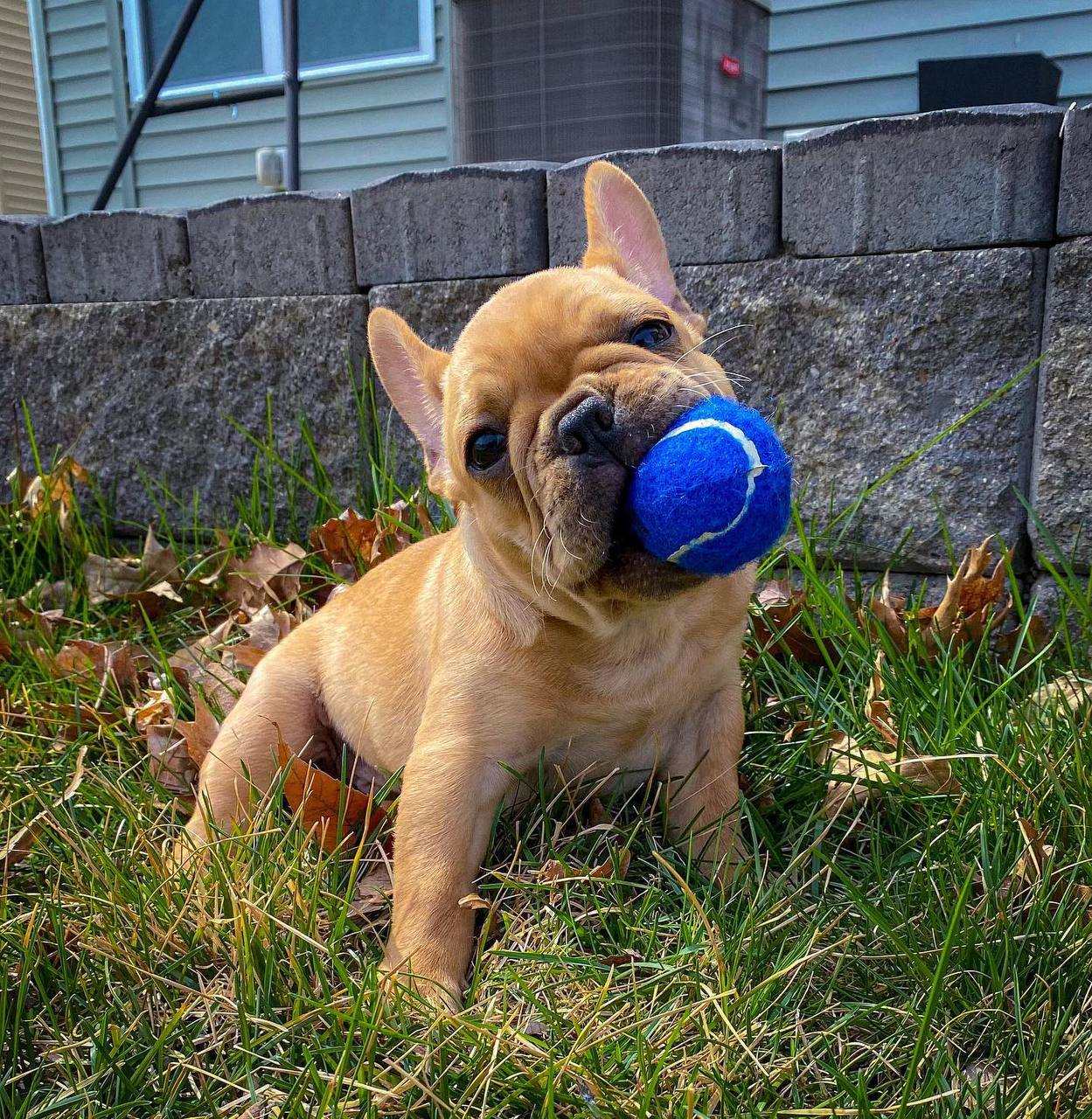 Atlas – Male French Bulldog Puppy – Happy Frenchie Home