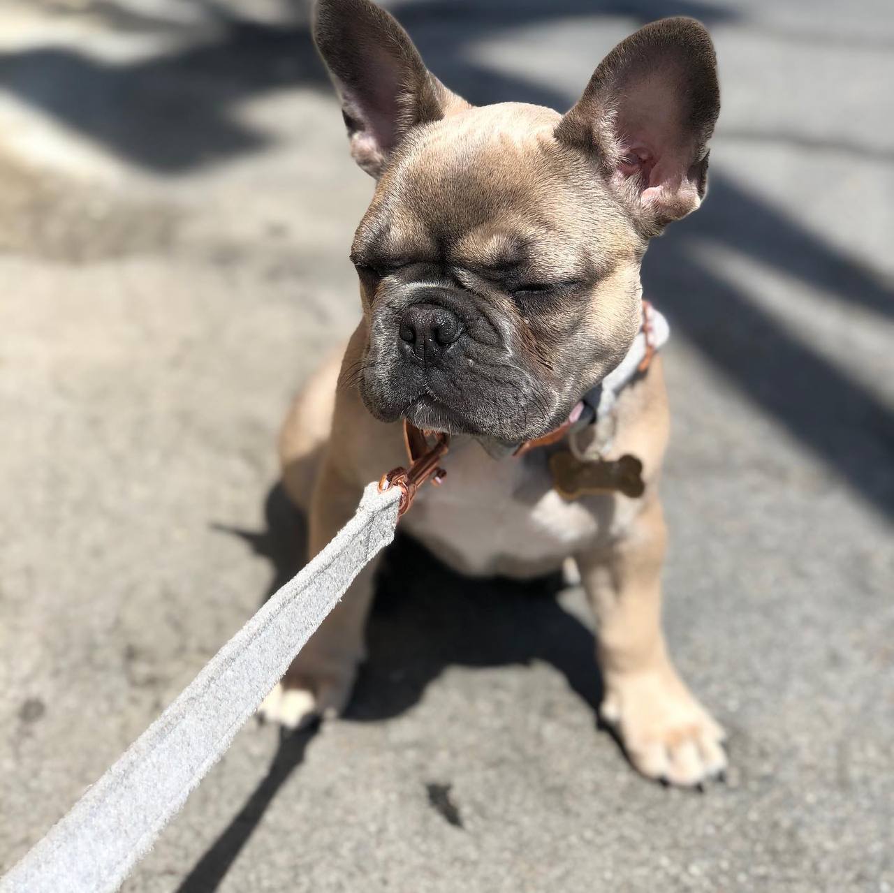 Beau – Male French Bulldog Puppy – Happy Frenchie Home