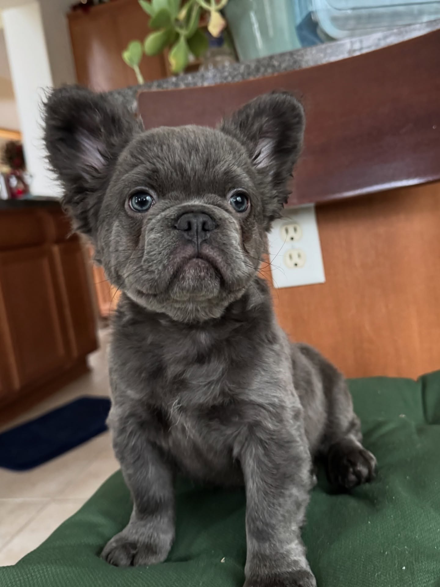 Jasper – Fluffy Male French Bulldog Puppy – Happy Frenchie Home