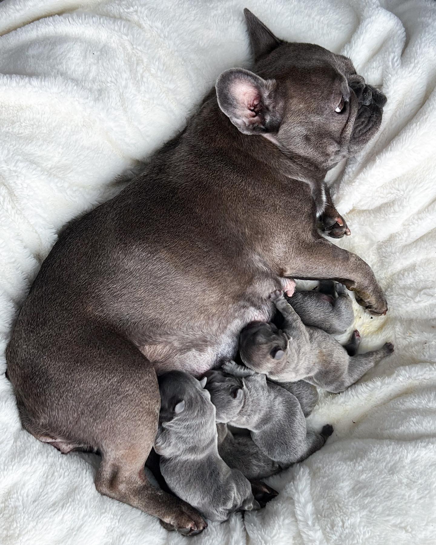 Happy Frenchie Home puppies in our home