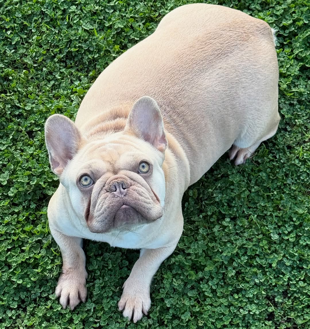 Chloé – Dam, Happy Frenchie Home