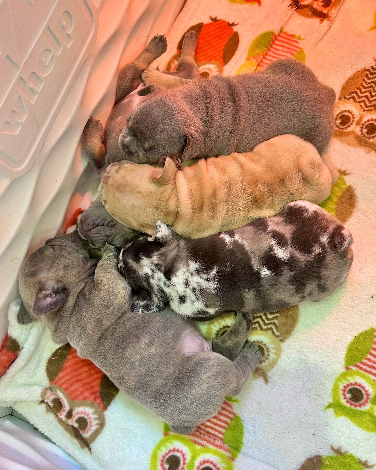 Upcoming Litters – Happy Frenchie Home