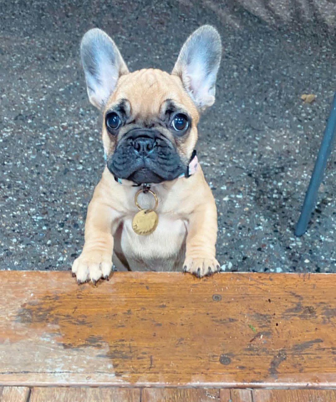 Cleo – Female French Bulldog Puppy – Happy Frenchie Home