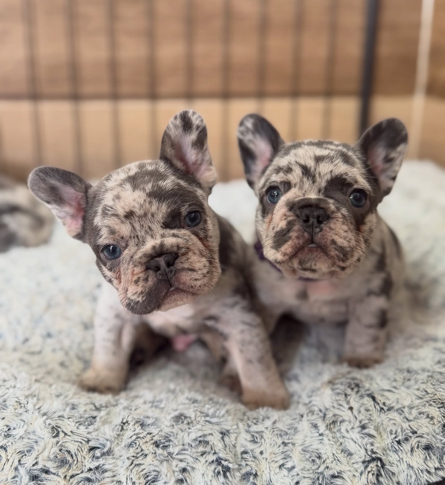 Happy Frenchie Home