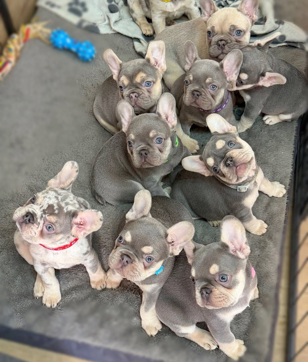 French Bulldog breed photo – Happy Frenchie Home