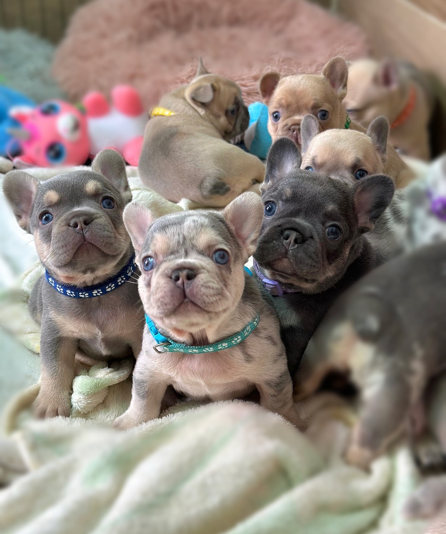 French Bulldog lifestyle photo – Happy Frenchie Home
