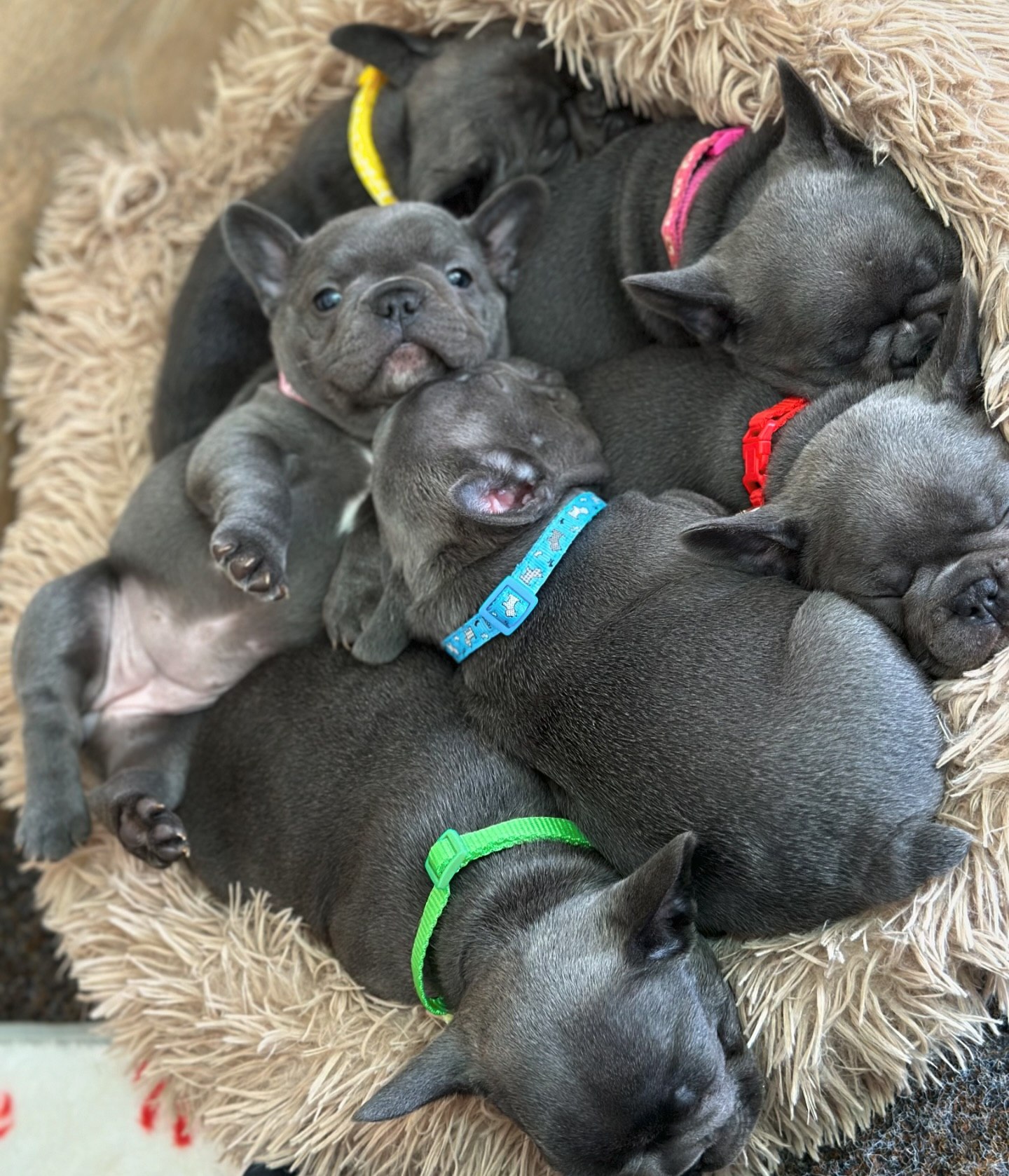 French Bulldog personality – Happy Frenchie Home