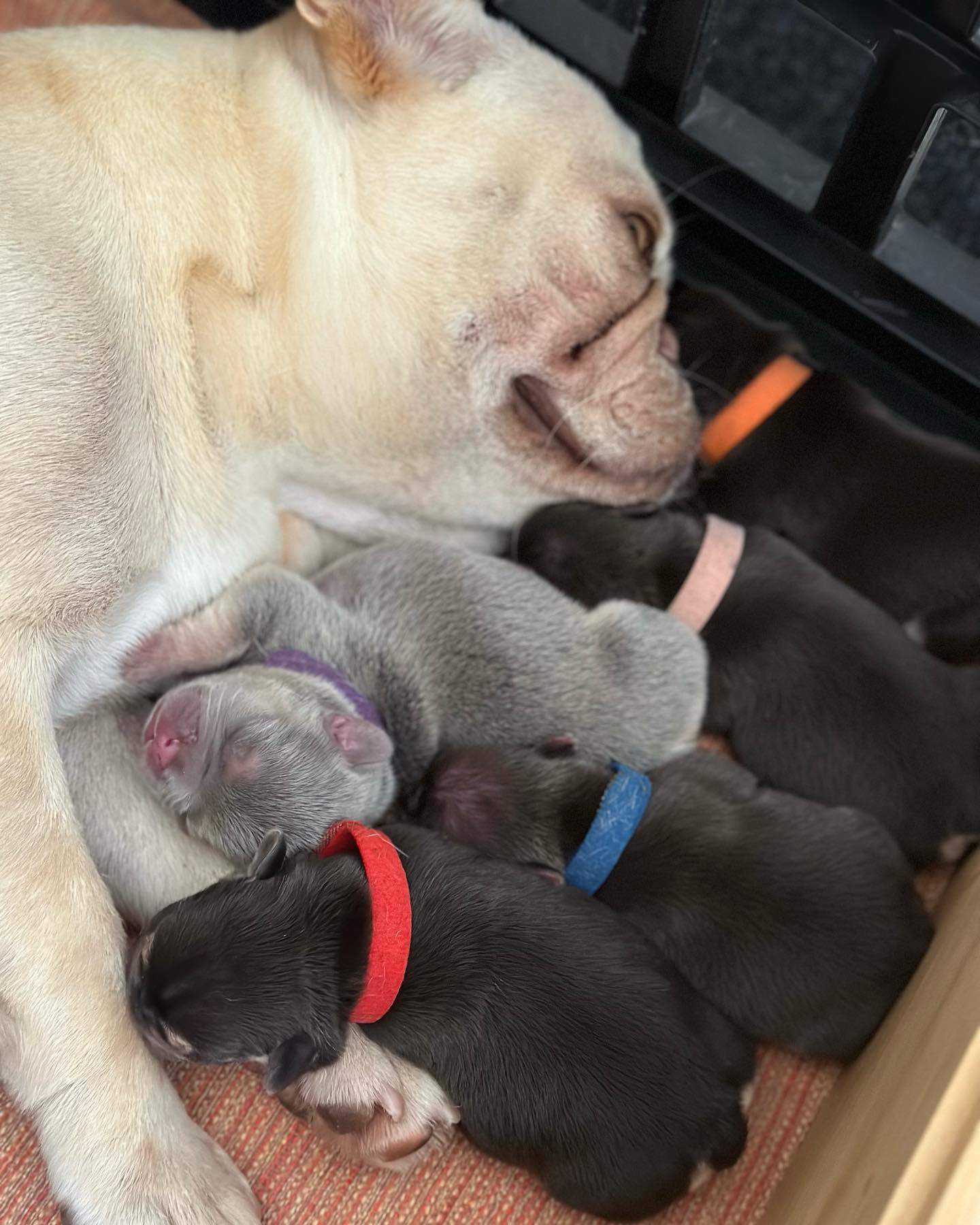 Litter 1 – Chloé × Zeus – Happy Frenchie Home