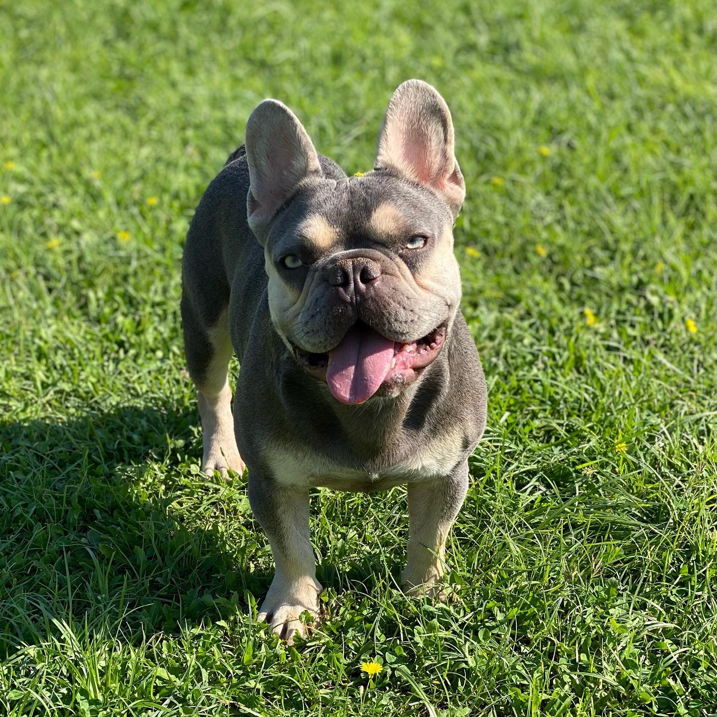 Zeus extra photo 2