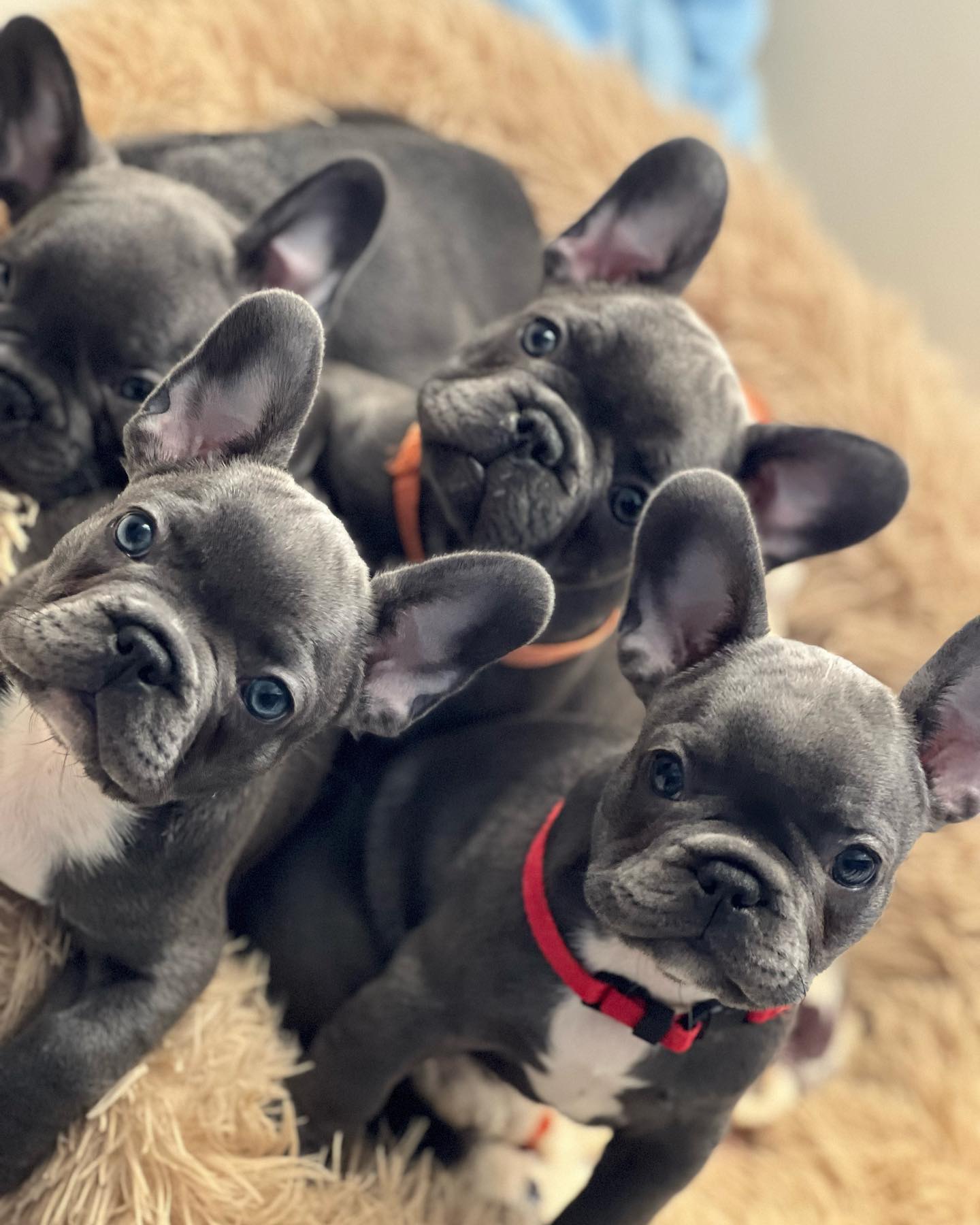 Happy Frenchie Home