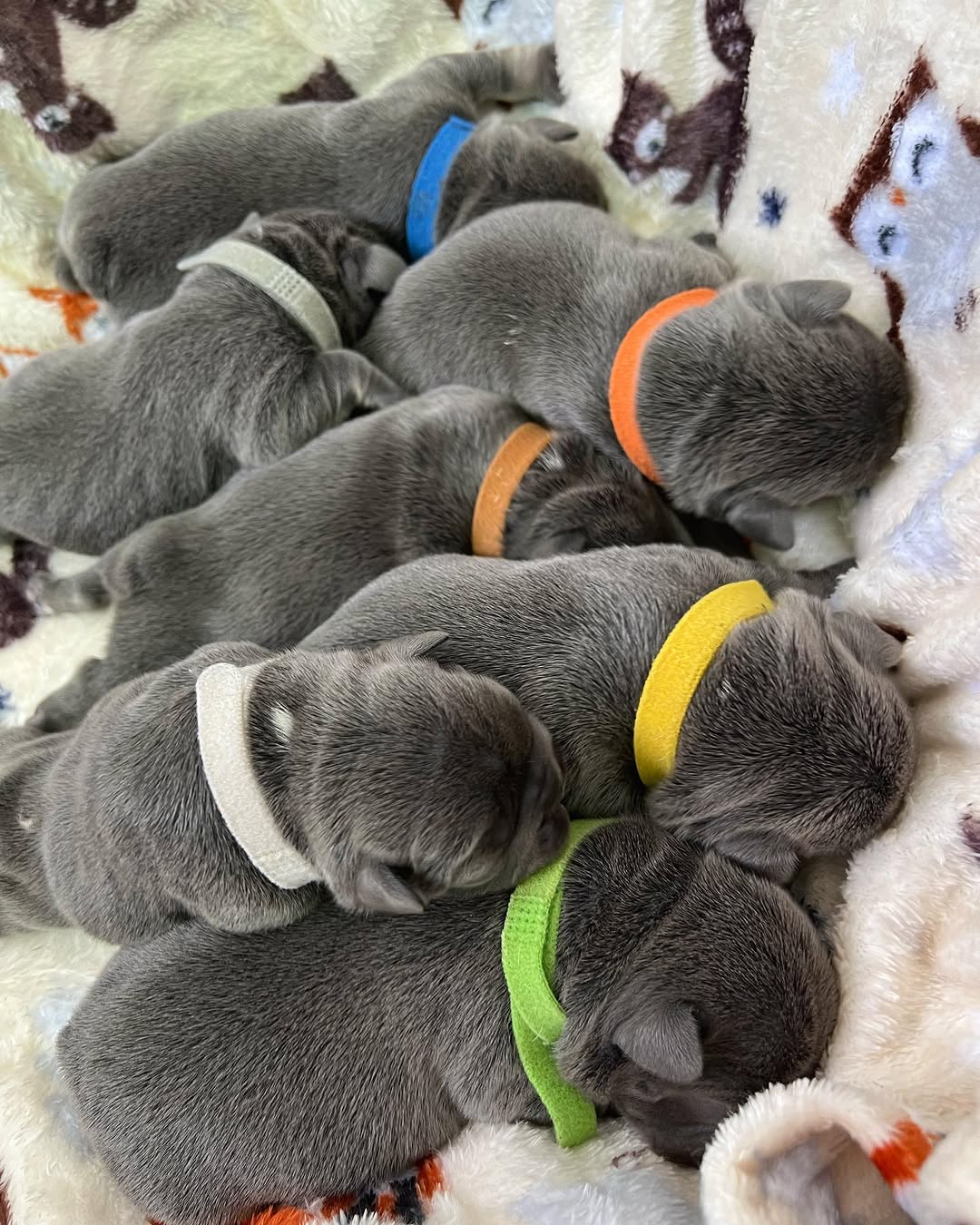 Happy Frenchie Home – puppy close up