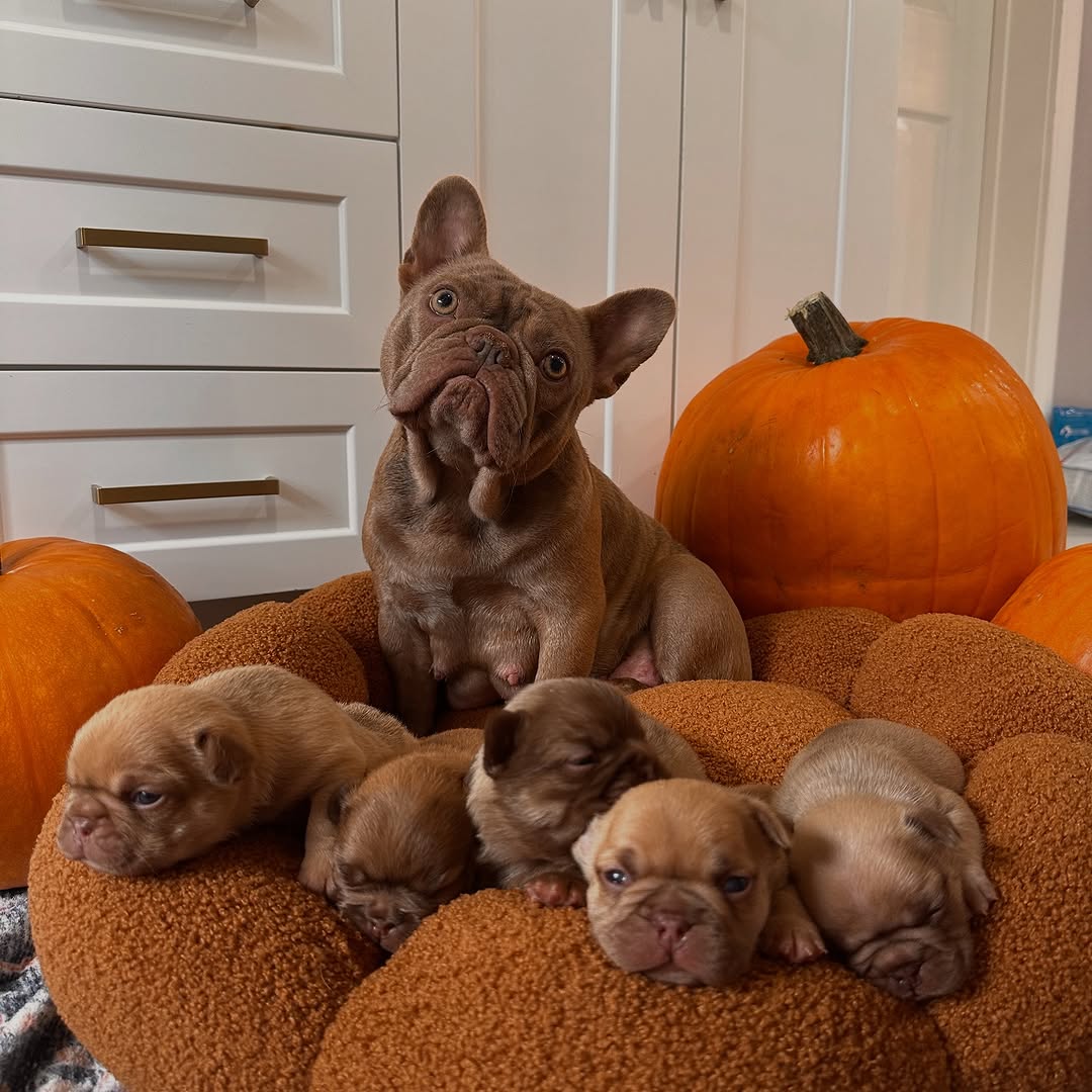 Happy Frenchie Home