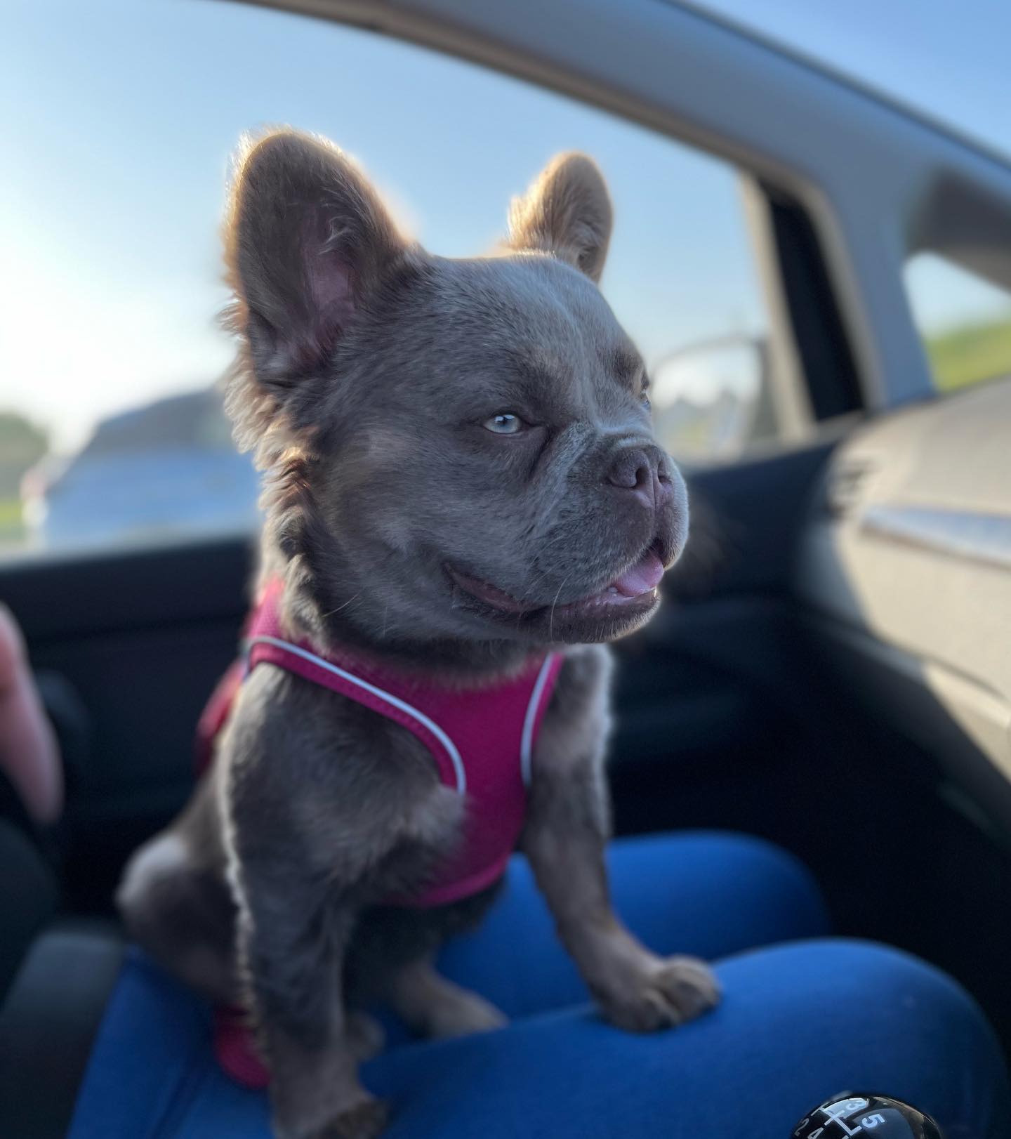 Stella – Fluffy Dam photo 2