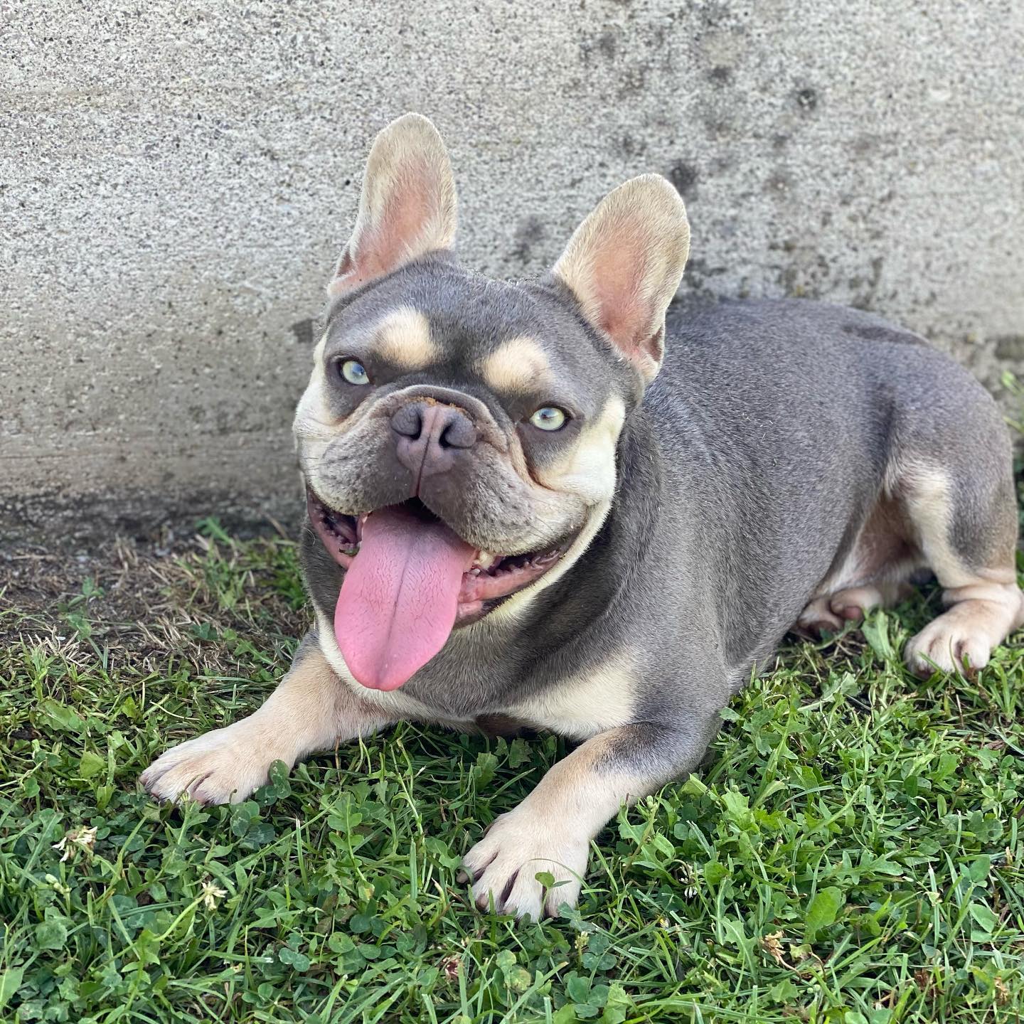 Zeus – Sire, Happy Frenchie Home