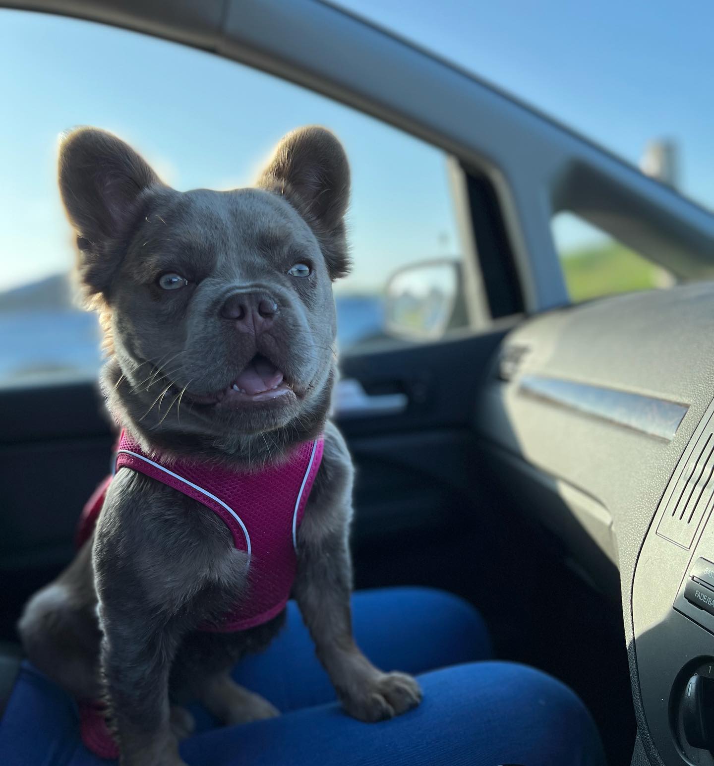 Stella – Fluffy Dam photo 1