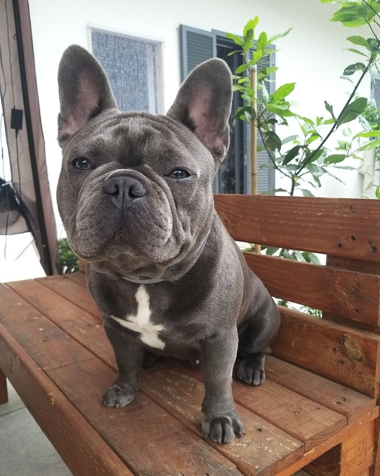 Duke – Sire, Happy Frenchie Home