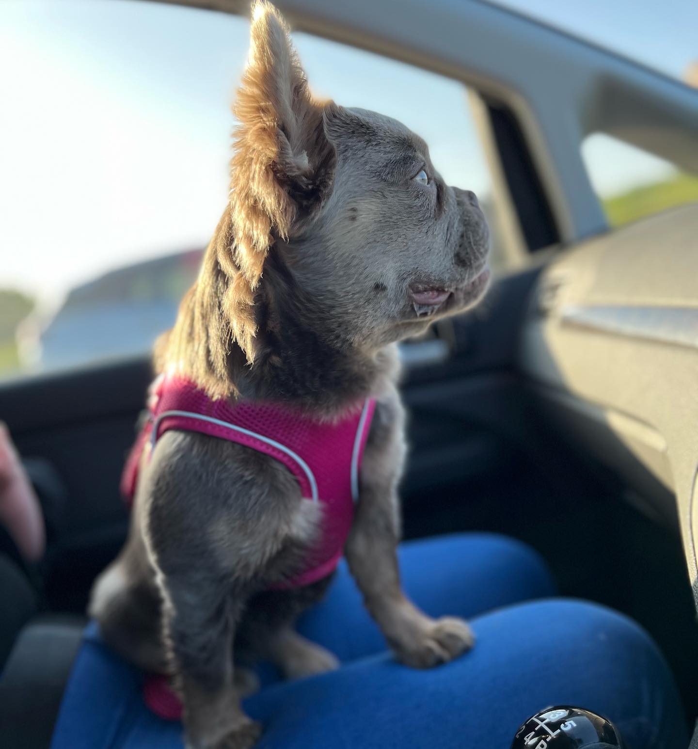 Stella – Fluffy Dam photo 3