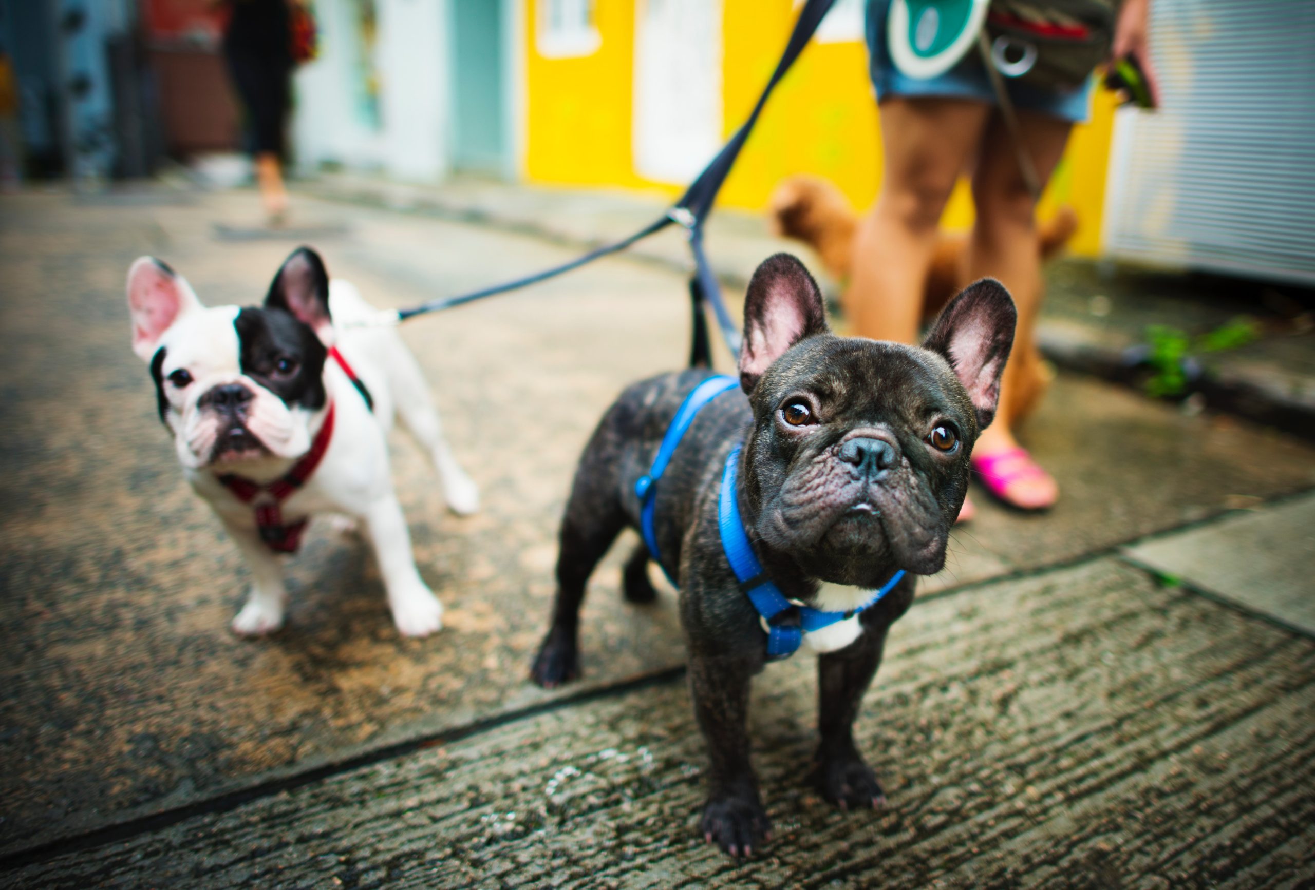 Frenchie vet visit – Happy Frenchie Home care guide